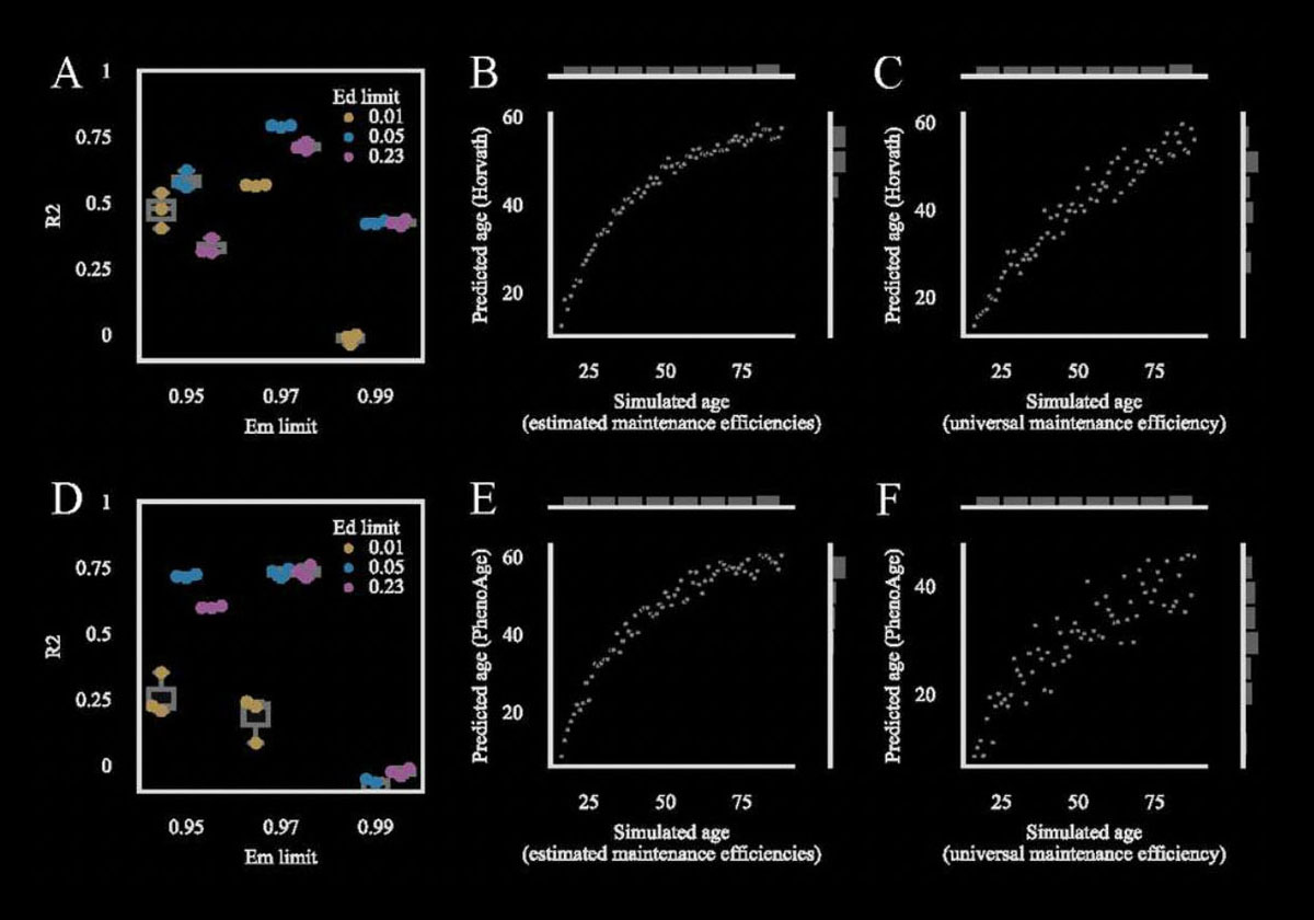 Accurate aging clocks based on accumulating stochastic variation